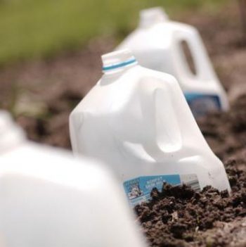 5 Ways to Use Old Milk Jugs {In Your Garden} - How to Use Old Milk Jugs, How to Repurpose Old Milk Jugs, Recycling Projects, Garden, Milk Jug Crafts, Milk Jug Gardening Tips, Popular Pin 