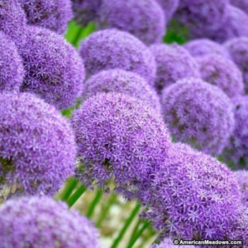 Grow the Most Incredible Alliums - How to Grow Alliums, Growing Alliums, Gardening, Gardening Tips and Tricks, Gardening 101, Gardening Hacks, Popular Pin 