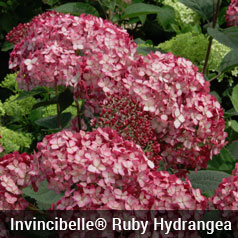 How to Revive Dying and Wilted Hydrangeas - How to Care for Hydrangeas, Caring for Hydrangeas, Gardening, Gardening Hacks, Gardening Tips and Tricks, How to Care for Hydrangeas, Popular Pin