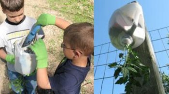 5 Ways to Use Old Milk Jugs {In Your Garden} - How to Use Old Milk Jugs, How to Repurpose Old Milk Jugs, Recycling Projects, Garden, Milk Jug Crafts, Milk Jug Gardening Tips, Popular Pin 