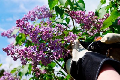 How to Grow Lilacs - Gardening, How to Grow Lilacs, Growing Lilacs, How to Grow Lilacs Easily, Lilac Growing Tips and Tricks, Flowers, Flower Gardening, Gardening Hacks, Gardening 101, Gardening Tips and Tricks.
