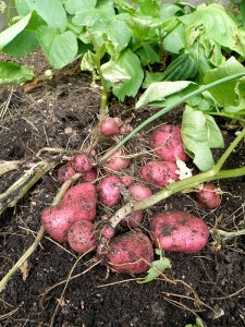 How to Grow the Best Root Veggies - Growing Root Vegetables, Easy to Grow Root Vegetables, How to Grow Root Vegetables, Vegetable Gardening TIps and Tricks, Vegetable Gardening Hacks, Vegetable Gardening Tips and Tricks, Popular Pin 