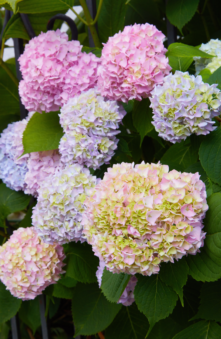 How to Revive Wilted Hydrangeas