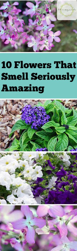 10 Flowers That Smell Seriously Amazing - Flowers that Smell Good, Flower Garden, Flower Garden Tips and Tricks, Gardening, Gardening TIps and Tricks, Flower Gardening, Gardening 101, How to Grow Flowers, Popular Pin