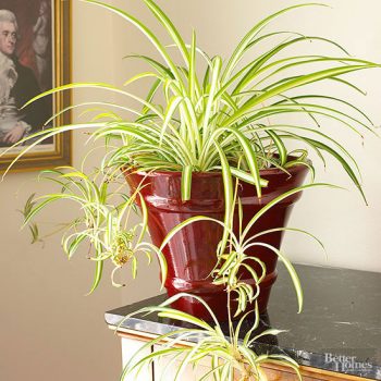 Indoor Plants That Need Little Sunlight - Indoor Plants, Indoor Gardening, Indoor Gardening Tips and Tricks, Gardening Hacks, Gardening, Gardening 101, Gardening for Beginners