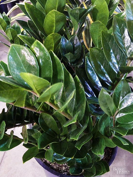 Indoor Plants That Need Little Sunlight Bless My Weeds