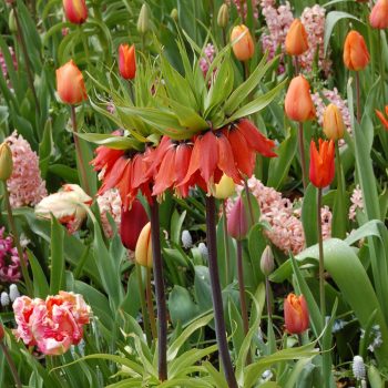  Garden, Gardening Tips and Tricks, Gardening 101, Gardening Hacks, Growing Flowers, Growing Fritillaries.