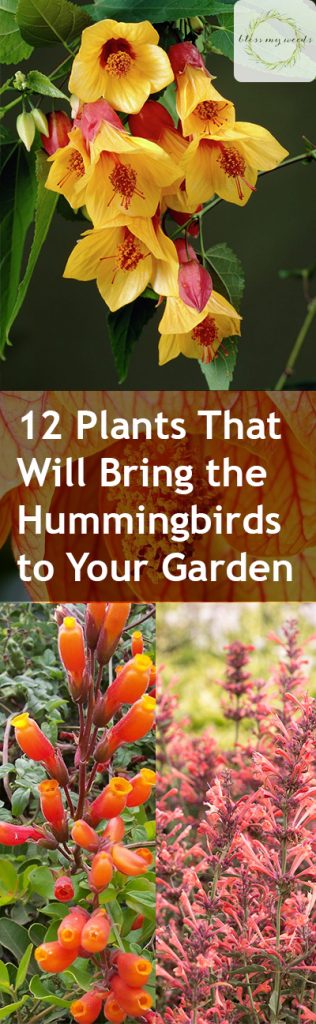 12 Plants That Will Bring the Hummingbirds to Your Garden - Plants That Attract Hummingbirds, Gardening Tips and Tricks, Gardening Hacks, Flower Gardening, Flower Gardening Tips and Tricks, How to Bring Hummingbirds To Your Garden