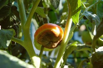 Tomatoes Not Turning Red? Here's Why - Tomatoes, Tomato Growing Tips and Tricks, How to Grow Tomatoes, Grow Delicious Tomatoes, Tomato Care Tips, Popular Pin 