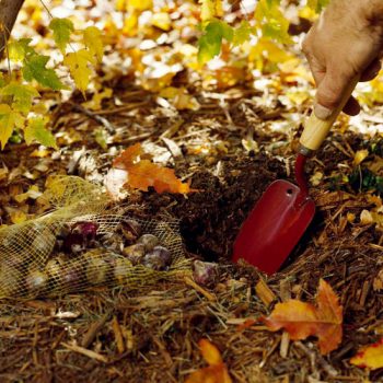 How to Plant Bulbs This Fall (for Maximum Spring Growth!) - Planting Bulbs, How to Plant Bulbs, Planting Bulbs for Maximum Spring Growth, Gardening, Gardening Tips and Tricks, Fall Gardening Ideas, Fall Gardening Projects