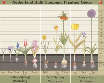 How to Plant Bulbs This Fall (for Maximum Spring Growth!) - Planting Bulbs, How to Plant Bulbs, Planting Bulbs for Maximum Spring Growth, Gardening, Gardening Tips and Tricks, Fall Gardening Ideas, Fall Gardening Projects