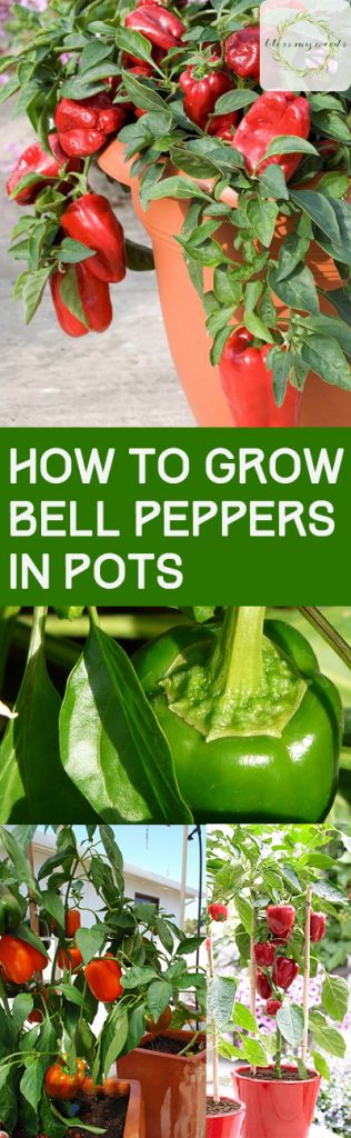 How to Grow Bell Peppers in Pots - Growing Bell Peppers, How to Grow Bell Peppers, Container Gardening, Container Gardening Hacks, Container Gardening Tips and Tricks, Gardening Hacks, Popular Pin