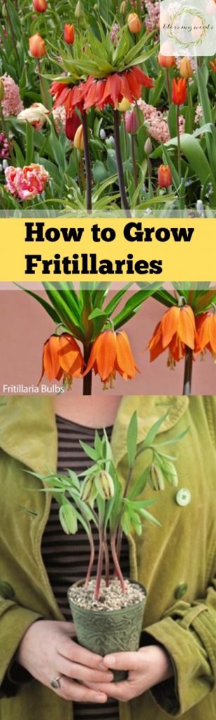  Garden, Gardening Tips and Tricks, Gardening 101, Gardening Hacks, Growing Flowers, Growing Fritillaries.