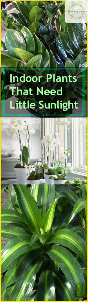 Indoor Plants That Need Little Sunlight - Indoor Plants, Indoor Gardening, Indoor Gardening Tips and Tricks, Gardening Hacks, Gardening, Gardening 101, Gardening for Beginners