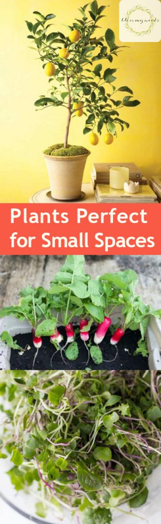 Plants Perfect for Small Spaces - Small Space Plants, Plants for Small Spaces, Plants for Small Gardens, Gardening, Gardening Plants, Gardening 101, Small Space Gardening, Popular Pin