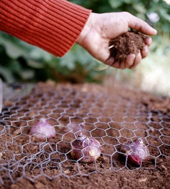 How to Plant Bulbs This Fall (for Maximum Spring Growth!) - Planting Bulbs, How to Plant Bulbs, Planting Bulbs for Maximum Spring Growth, Gardening, Gardening Tips and Tricks, Fall Gardening Ideas, Fall Gardening Projects
