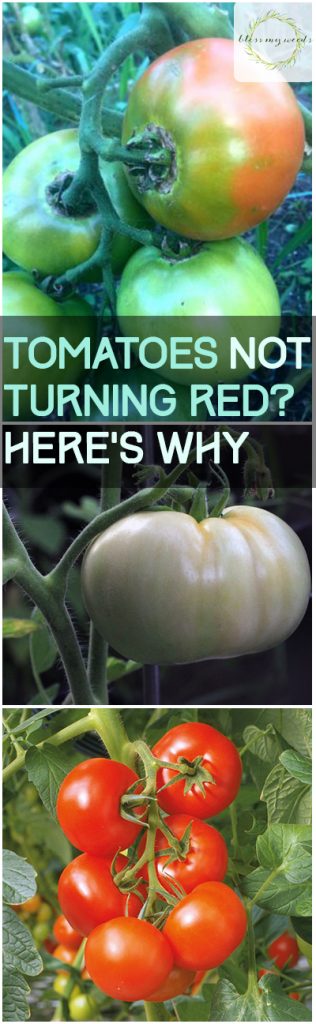 Tomatoes Not Turning Red? Here's Why - Tomatoes, Tomato Growing Tips and Tricks, How to Grow Tomatoes, Grow Delicious Tomatoes, Tomato Care Tips, Popular Pin 