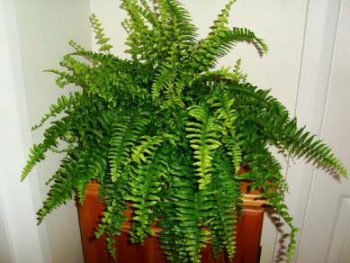 Indoor Plants That Need Little Sunlight - Indoor Plants, Indoor Gardening, Indoor Gardening Tips and Tricks, Gardening Hacks, Gardening, Gardening 101, Gardening for Beginners