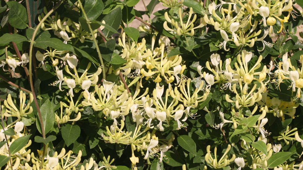 10 Flowers That Smell Seriously Amazing Bless My Weeds