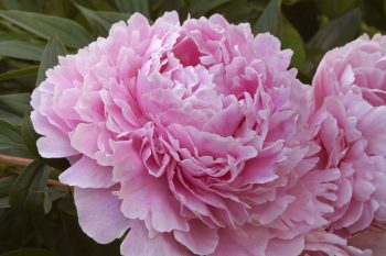 10 Flowers That Smell Seriously Amazing - Flowers that Smell Good, Flower Garden, Flower Garden Tips and Tricks, Gardening, Gardening TIps and Tricks, Flower Gardening, Gardening 101, How to Grow Flowers, Popular Pin