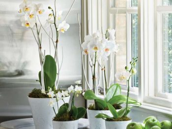 Indoor Plants That Need Little Sunlight - Indoor Plants, Indoor Gardening, Indoor Gardening Tips and Tricks, Gardening Hacks, Gardening, Gardening 101, Gardening for Beginners