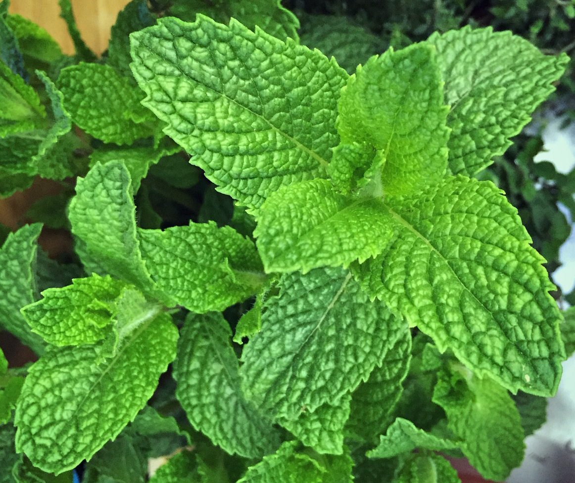 Here's Why You Should Be Growing Mint! - Bless My Weeds| How to Grow Mint, Growing Mint, Super Simple Ways to Grow Mint, Gardening, Growing Mint, Mint Gardening, Uses for Mint, How to Easily Propagate Mint, Popular Pin