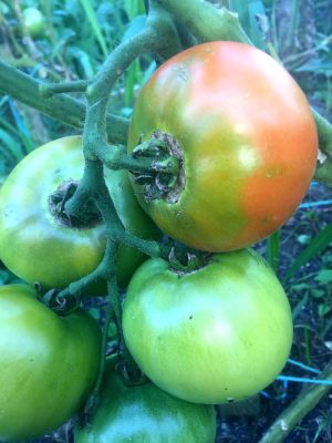 Tomatoes Not Turning Red? Here's Why - Tomatoes, Tomato Growing Tips and Tricks, How to Grow Tomatoes, Grow Delicious Tomatoes, Tomato Care Tips, Popular Pin