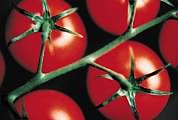 Tomatoes Not Turning Red? Here's Why - Tomatoes, Tomato Growing Tips and Tricks, How to Grow Tomatoes, Grow Delicious Tomatoes, Tomato Care Tips, Popular Pin 