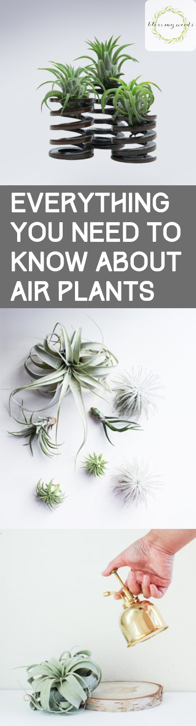 everything-you-need-to-know-about-air-plants-bless-my-weeds