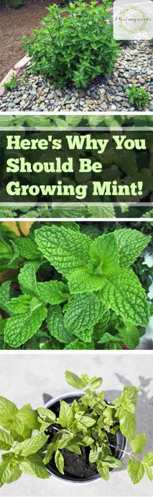Here's Why You Should Be Growing Mint! - Bless My Weeds| How to Grow Mint, Growing Mint, Super Simple Ways to Grow Mint, Gardening, Growing Mint, Mint Gardening, Uses for Mint, How to Easily Propagate Mint, Popular Pin