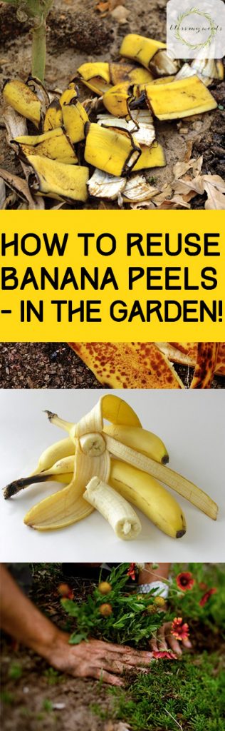 How to Reuse Banana Peels - in the Garden! - Bless My Weeds Using Banana Peels In the Garden, Natural Gardening TIps, All Natural Fertilizer, Organic Fertilizers for Your Garden, Fertilizing Tips, Cool Things to Do With Banana Peels, Popular Pin 