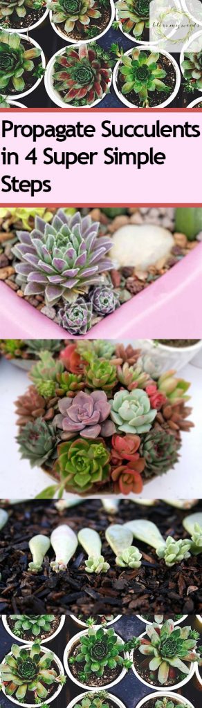 Propagate Succulents in 4 Super Simple Steps - Bless My Weeds| How to Propagate Succulents, Propagating Succulents, Growing succulents, How to Grow Succulents, Simple Ways to Propagate Succulents, How to Propagate Plants, How to Propagate Plants, Succulent Growth Tips, Popular Pin