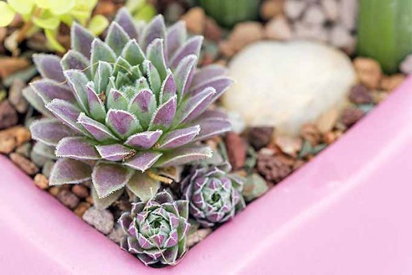 Propagate Succulents in 4 Super Simple Steps - Bless My Weeds| How to Propagate Succulents, Propagating Succulents, Growing succulents, How to Grow Succulents, Simple Ways to Propagate Succulents, How to Propagate Plants, How to Propagate Plants, Succulent Growth Tips, Popular Pin