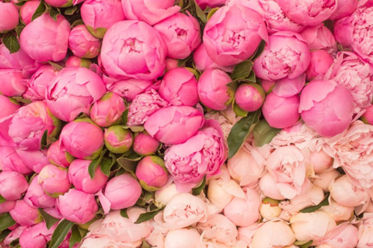 How to Grow Pretty Peonies - Bless My Weeds| Growing Peonies, How to Grow Peonies, Gardening, Gardening Tips and Tricks, Growing Flowers, How to Grow Flowers, Peony Growing Tips and Tricks, How to Care for Your Peonies, Popular Pin