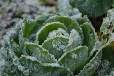 These Vegetables Can Handle a Snowstorm! - Bless My Weeds| Winter Vegetables, Winter Vegetable Tips and Tricks, How to Grow Winter Vegetables, Gardening, Indoor Gardening, Indoor Gardening Hacks, Winter Gardening, Winter Gardening 101, Popular Pin