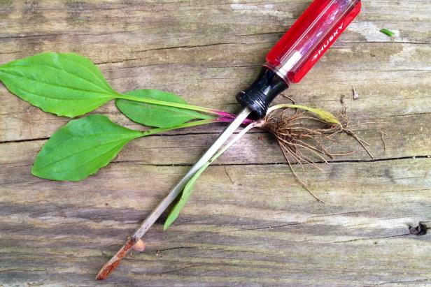 6 Things You MUST Know About Weed Control - Bless My Weeds| Weed Control, Weed Control Tips, Gardening, Gardening Tips, Weed Control 101, Weed Control Hacks, Gardening Hacks, Popular Pin #Gardening #WeedControl #WeedControlTips