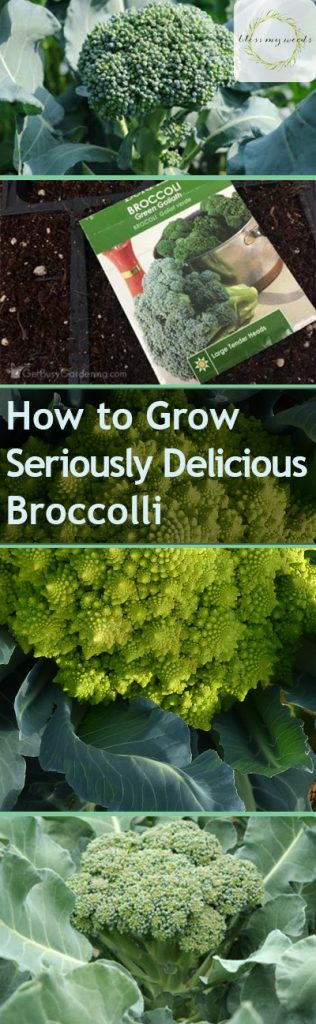 How to Grow Seriously Delicious Broccoli - Bless My Weeds| Grow Broccoli, How to Grow Broccoli, Vegetable Growing Tips and Tricks, How to Grow Vegetables, Gardening, Vegetable Gardening, Gardening 101, Gardening Tips. #Garden #VegetableGardening #GardeningTips #WinterGarden