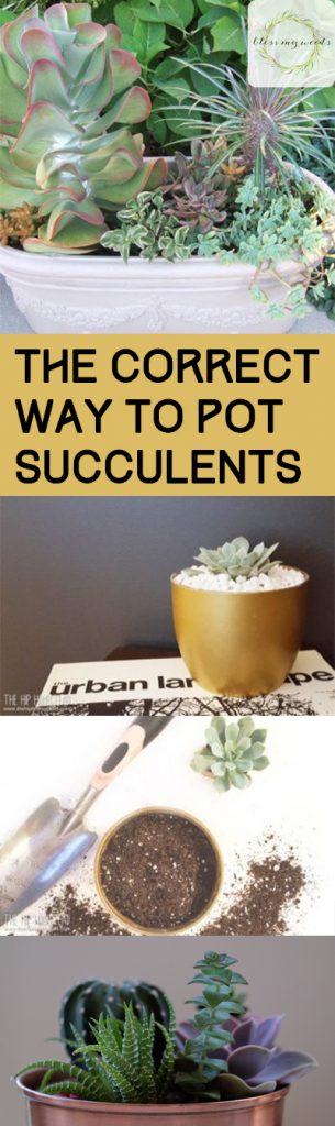 The Correct Way to Pot Succulents - Bless My Weeds| Potted Succulents, Potted Succulent Ideas, How to Pot Succulents, How to Pot and Care for Succulents, Potted Succulent Care, Indoor Gardening, Popular Pin