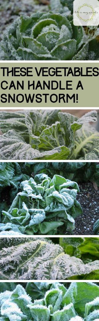 These Vegetables Can Handle a Snowstorm! - Bless My Weeds| Winter Vegetables, Winter Vegetable Tips and Tricks, How to Grow Winter Vegetables, Gardening, Indoor Gardening, Indoor Gardening Hacks, Winter Gardening, Winter Gardening 101, Popular Pin