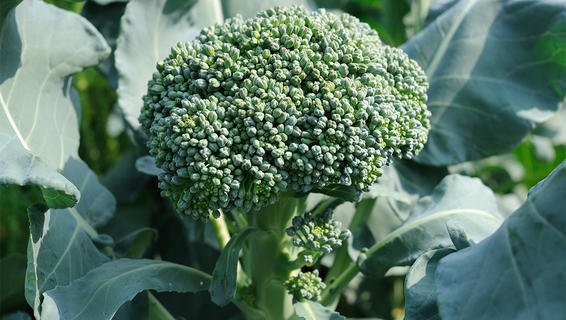 How to Grow Seriously Delicious Broccoli - Bless My Weeds| Grow Broccoli, How to Grow Broccoli, Vegetable Growing Tips and Tricks, How to Grow Vegetables, Gardening, Vegetable Gardening, Gardening 101, Gardening Tips. #Garden #VegetableGardening #GardeningTips #WinterGarden
