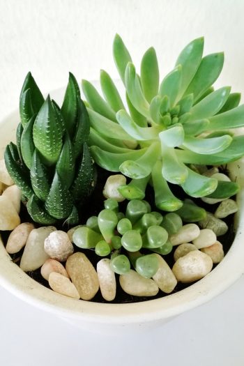 There is a right way and a wrong way when potting succulents. But if you know the correct tips, potting succulents can be a fun and successful indoor gardening hobby! Make sure you use perlite so the roots don't sit in water. 