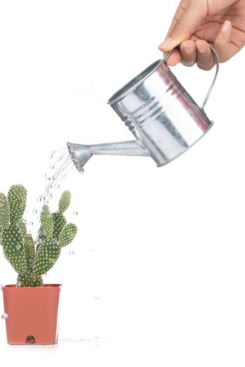 There is a right way and a wrong way when potting succulents. But if you know the correct tips, potting succulents can be a fun and successful indoor gardening hobby! And make sure you only water when the soil starts to feel dry. You don't want to over-water succulents. 