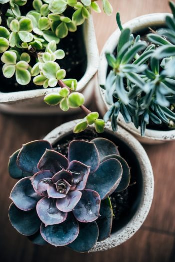 There is a right way and a wrong way when potting succulents. But if you know the correct tips, potting succulents can be a fun and successful indoor gardening hobby! I'll even show you how you can transplant your succulents. 