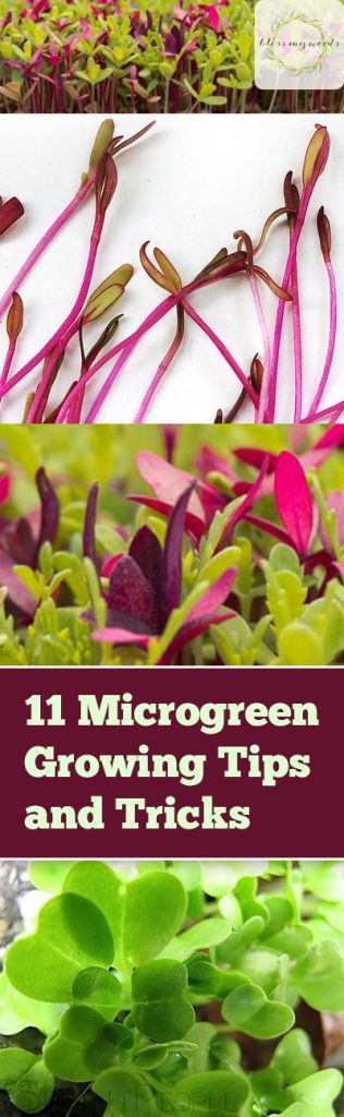 11 Microgreen Growing Tips and Tricks - Bless My Weeds| How to Grow Microgreens, Gardening, Gardening Tips and Tricks, Indoor Gardening, Indoor Gardening Tips and Tricks #Gardening #IndoorGardening 