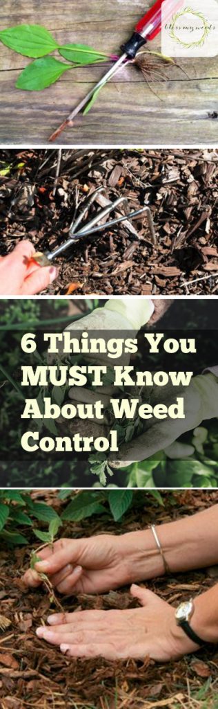 6 Things You MUST Know About Weed Control - Bless My Weeds| Weed Control, Weed Control Tips, Gardening, Gardening Tips, Weed Control 101, Weed Control Hacks, Gardening Hacks, Popular Pin #Gardening #WeedControl #WeedControlTips