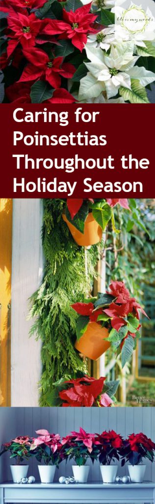 Caring for Poinsettias Throughout the Holiday Season| How to Care for Poinsettias, Plant Care, Plant Care Hacks, Holiday Plant Care, Christmas, Christmas Crafts, Popular Pin #Christmas #PlantCareHacks
