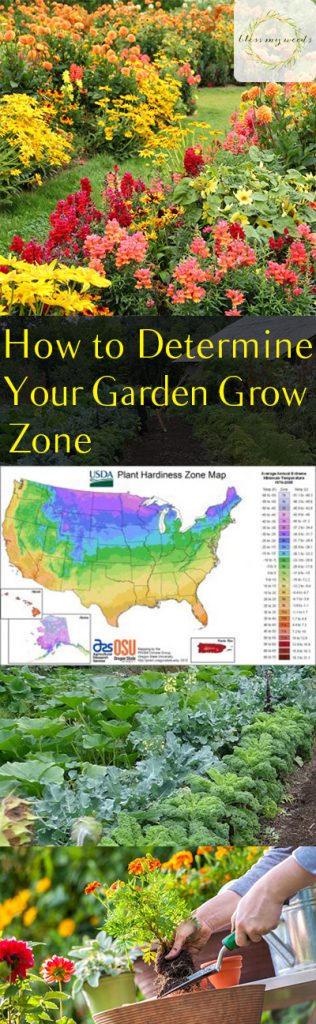 How to Determine Your Garden Grow Zone - Bless My Weeds| Garden Grow Zone, Gardening, Gardening Tips and Tricks, Gardening Grow Zone Tips and Tricks, How to Determine Your Grow Zone #Gardening #GrowZone