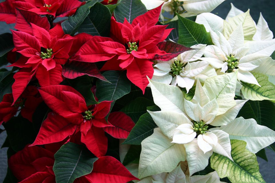 Caring for Poinsettias Throughout the Holiday Season| How to Care for Poinsettias, Plant Care, Plant Care Hacks, Holiday Plant Care, Christmas, Christmas Crafts, Popular Pin #Christmas #PlantCareHacks