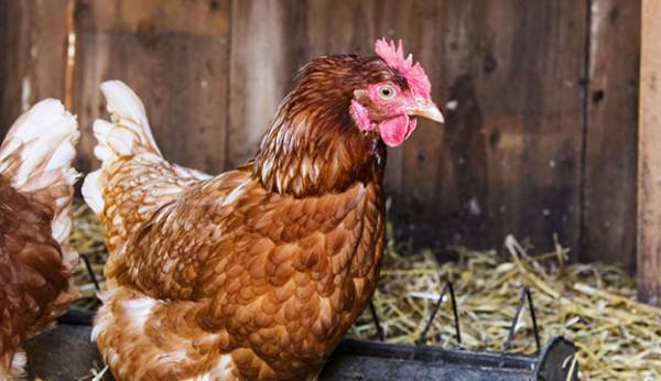 How to Care for Chickens in the Wintertime - Bless My Weeds| Gardening, Winter Gardening, Winter Gardening Hacks,Chicken Care, How to Care for Chickens, Popular Pin #CaringforChickens #WinterGardening