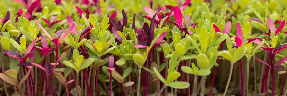 11 Microgreen Growing Tips and Tricks - Bless My Weeds| How to Grow Microgreens, Gardening, Gardening Tips and Tricks, Indoor Gardening, Indoor Gardening Tips and Tricks #Gardening #IndoorGardening